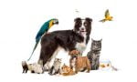 Pet Products - Shoppydeals.co.uk